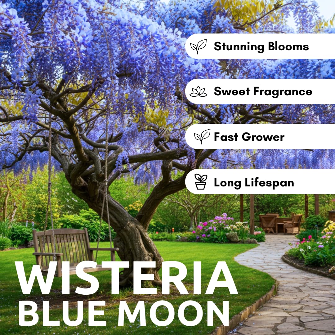 Blue Moon Wisteria Live Tree Seedling – 1 Healthy Plant for Planting – Fast-Growing Vine with Fragrant Lavender-Blue Blooms – Ideal for Trellises, Arbors, and Garden Landscaping