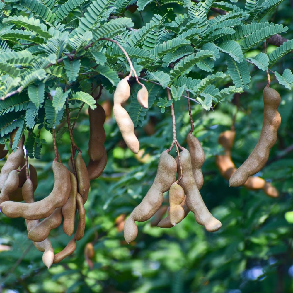 Tamarind Tree Live Plant, 3 Gallon, 4-5 Feet Tall, Live Tamarind Tree, Tropical Fruits Tree, No Ship to CA