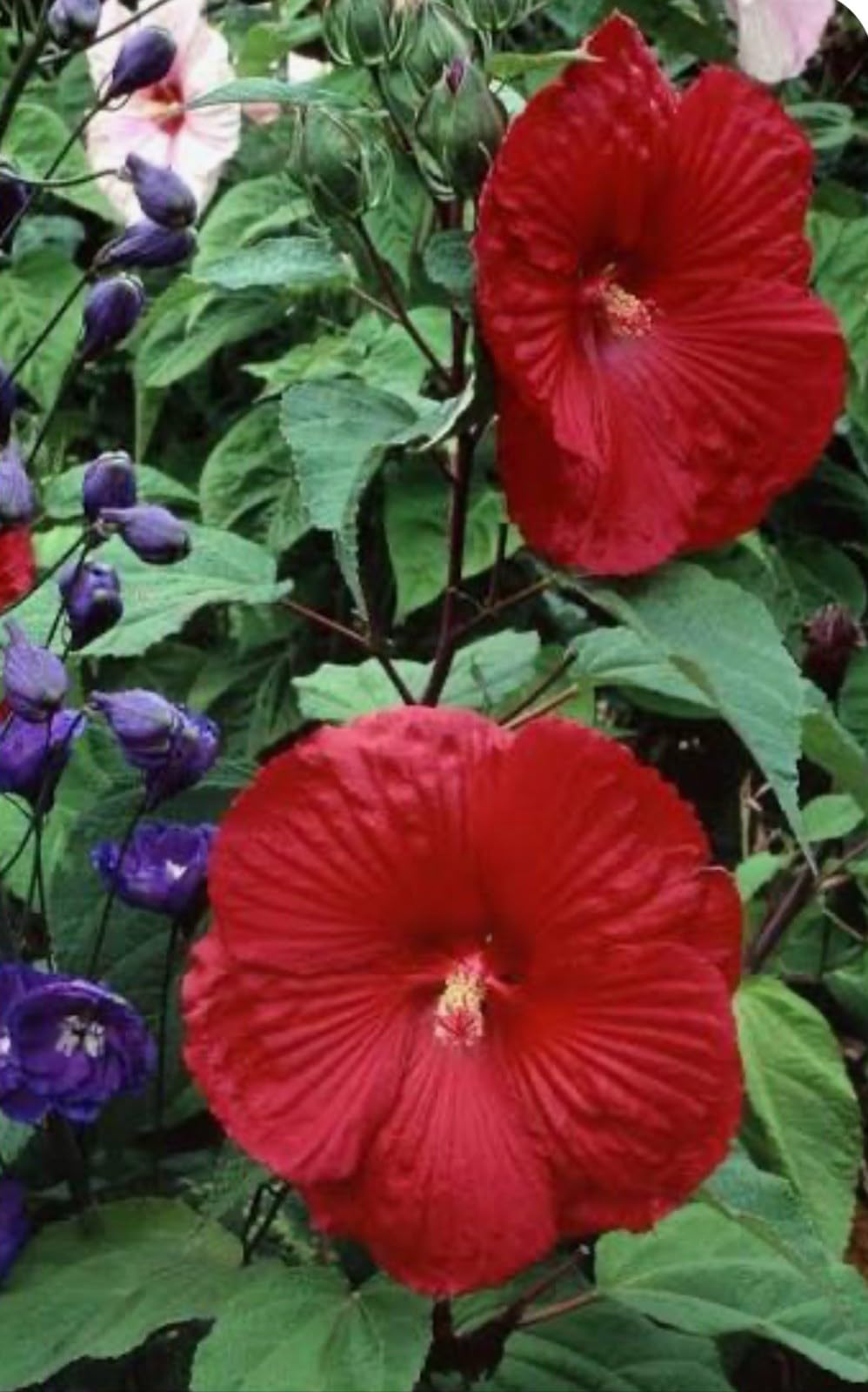 Live Plant - Luna Red Hibiscus moscheutos-Small Rooted Starter Plant-Huge 8-10” Blooms