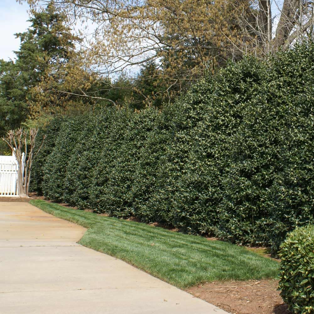 Brighter Blooms - Nellie Stevens Holly Shrub, 1 Gallon - No Shipping to AK, AZ, HI, OR