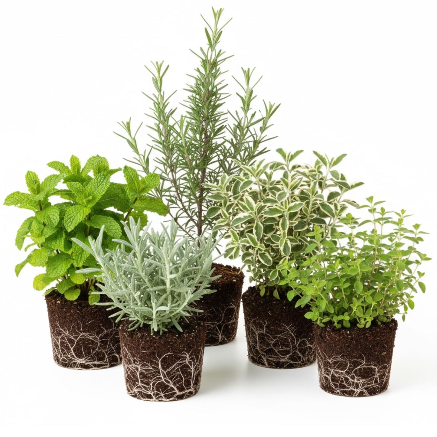 Set of 4 Assorted Herb Plants, 3-6 Inch Live Fragrant Herbs for Garden, Kitchen - Rosemary, Mint, Oregano, Basil, Lavender and More, Herb Bare Roots, Easy to Care