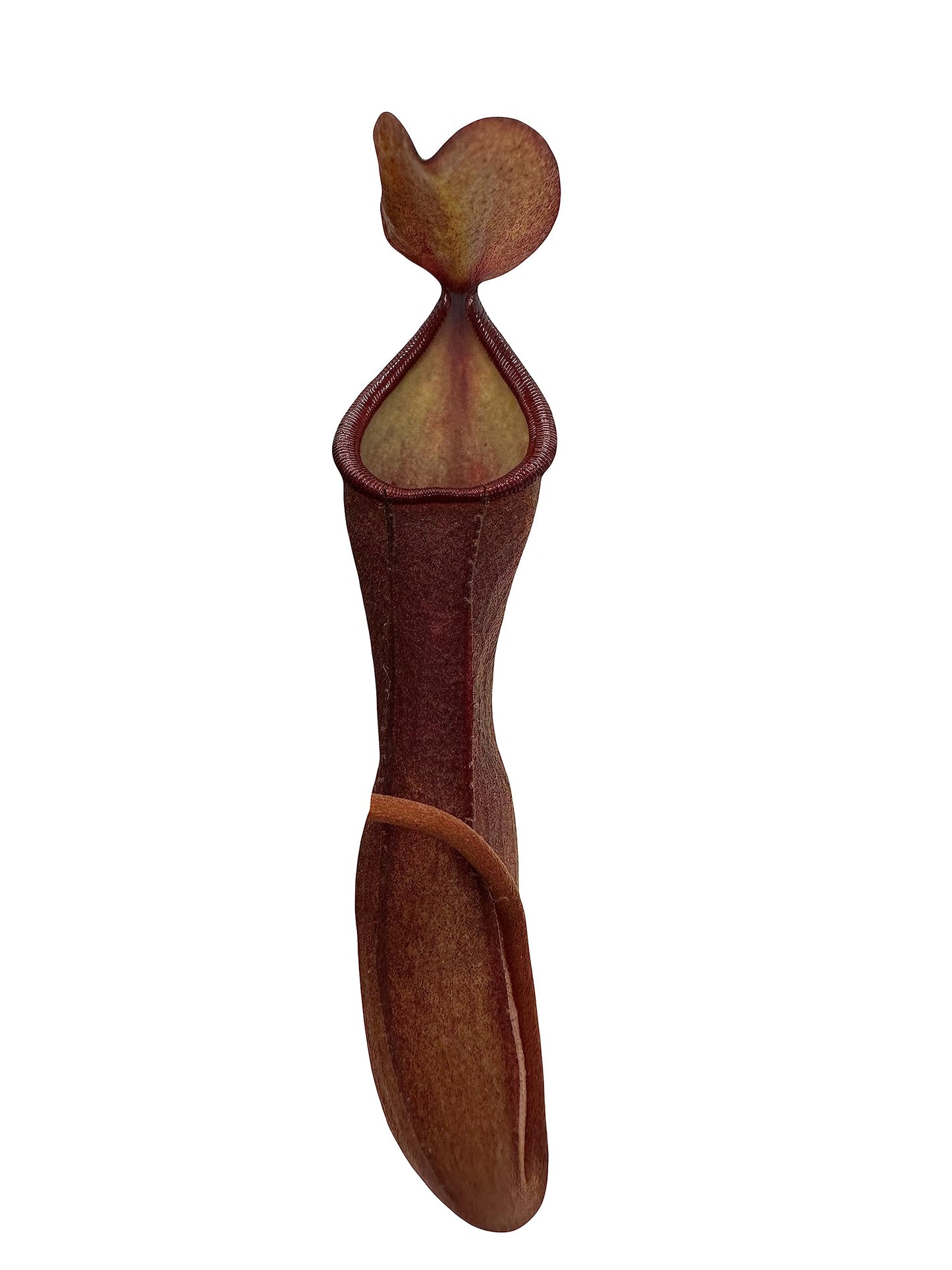 Set of 2 Nepenthes (Briggsiana and Rebecca Soper) Carnivorous Pitcher Plants in 2 inch Pot