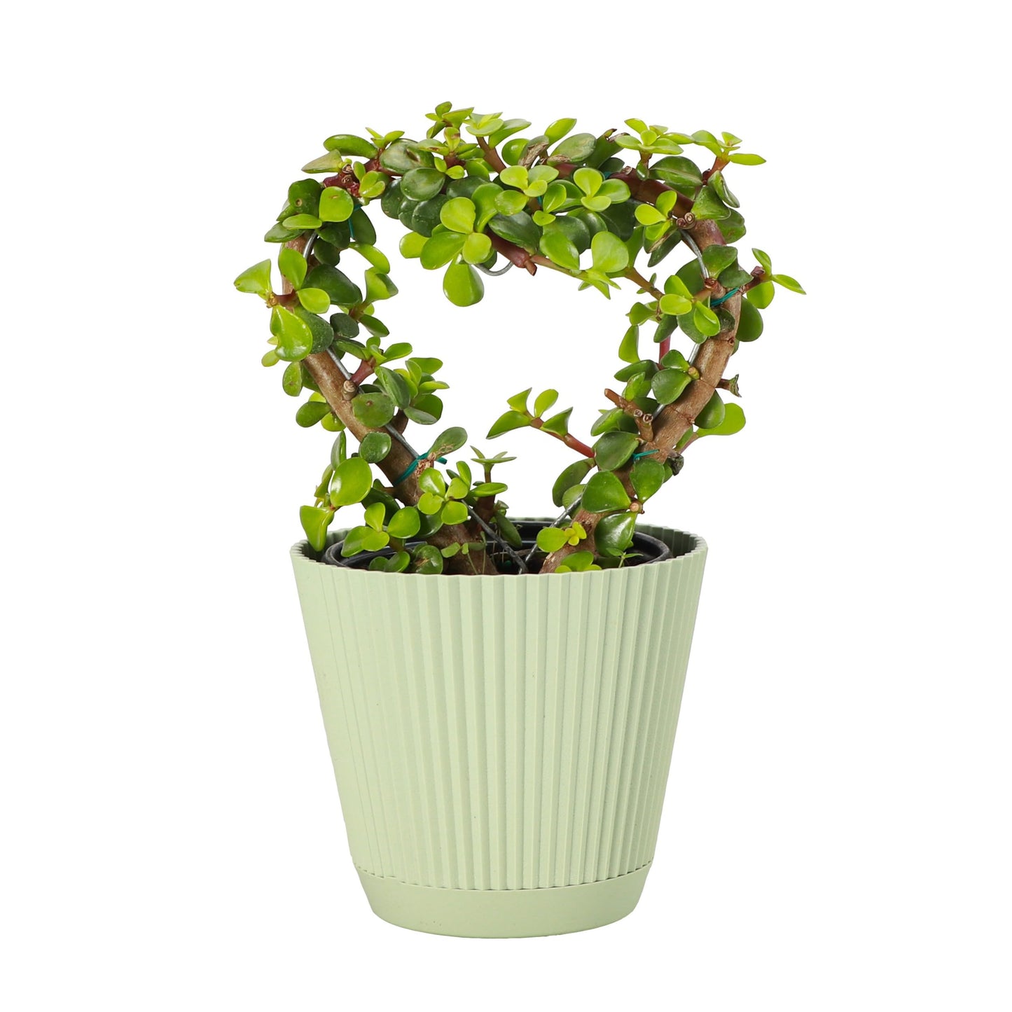 Thorsen's Greenhouse, Heart-Shaped Jade Bonsai Plant, Live Indoor Plant, Gift, Succulent Plant, 4-inch Diameter Pot (Sage)