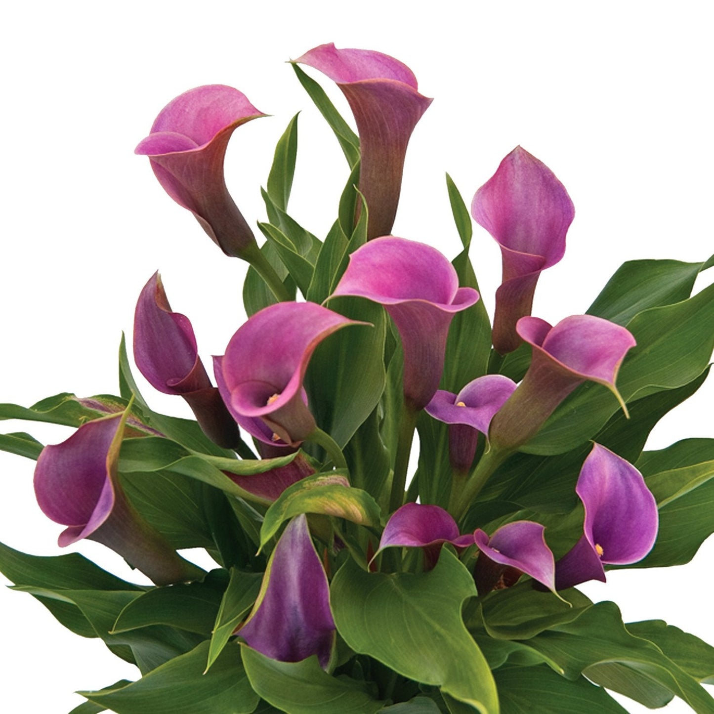 Easy to Grow Calla Lily Amethyst 3 Bulbs - Purple Flowers Blooms in Summer Sun Tropical Spring Planted