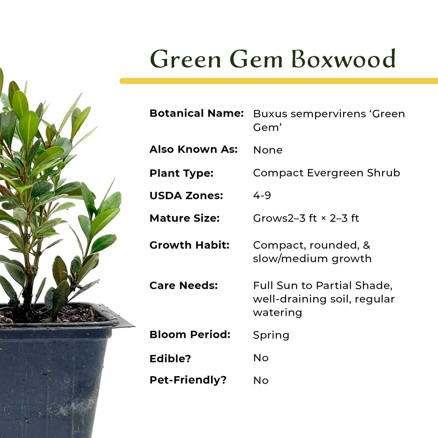 6 Green Gem Boxwood – Compact Rounded Evergreen Shrub for Low Hedges, Borders & Container Planting (Buxus sempervirens ‘Green Gem’) in 3.5″ Cubes, Live Plants