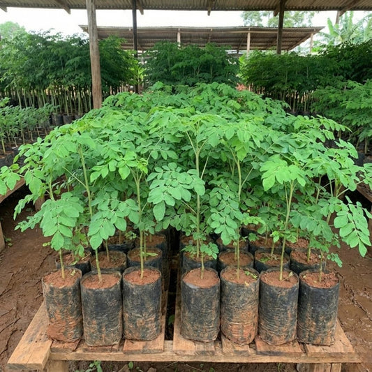 02 Malunggay Moringa Trees Plants Live for Outdoor Growing, Zones 9-11, Size 5-7" in Tall Starter Plant