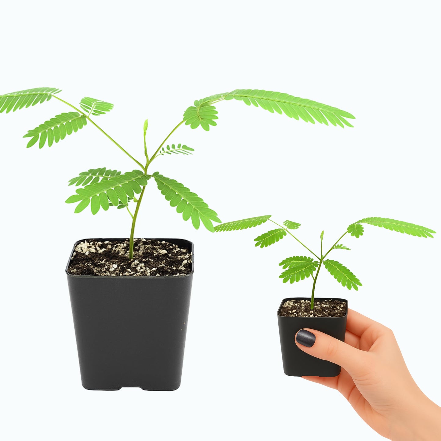 Pink Flower Persian Mimosa Silk Tree Live Starter Plant Albizia Julibrissin 2 Inch Pot (1)