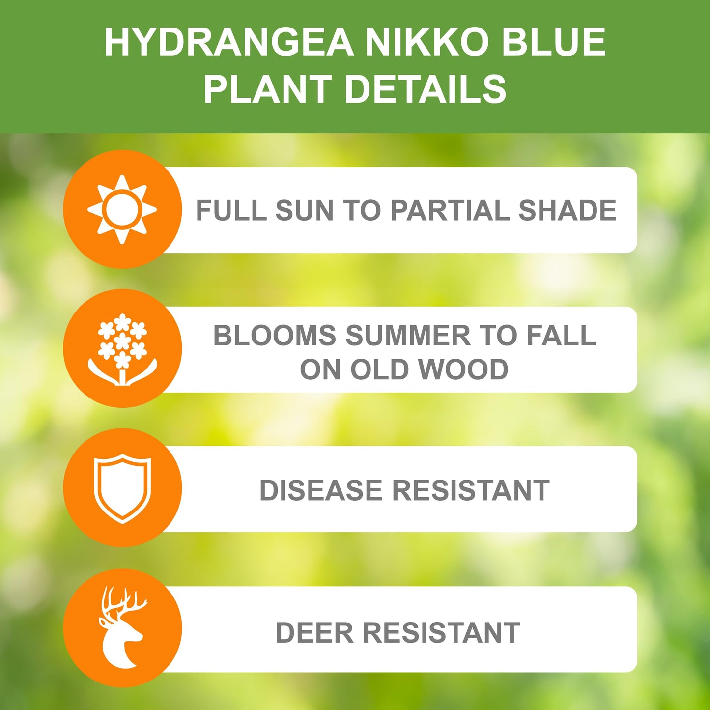 Garden State Bulb Nikko Blue Hydrangea Shrub, Bare Root, Spring Planting (Bag of 2)