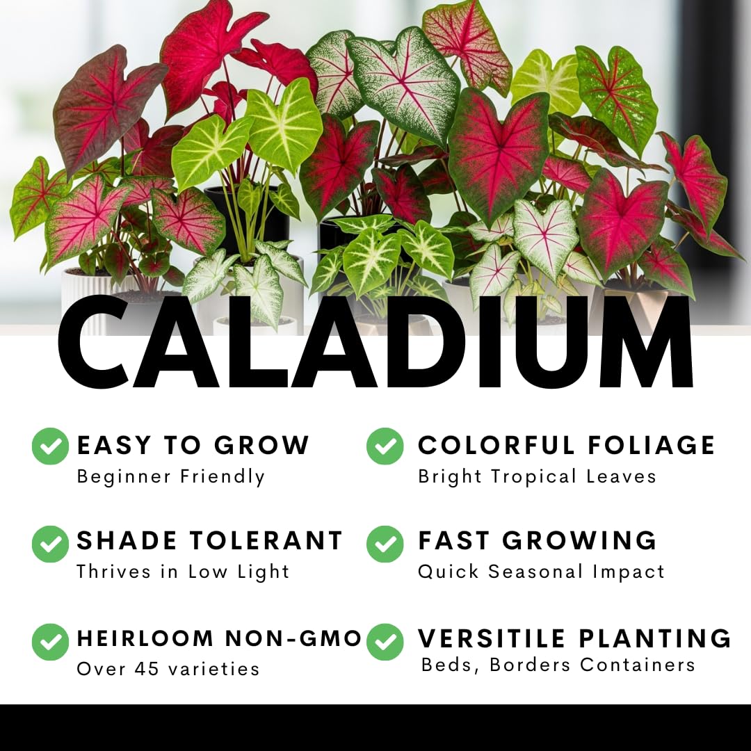 Caladium Bulbs for Planting - Mixed Colors, Growers Choice - Long Blooming Blend (12 Bulbs)