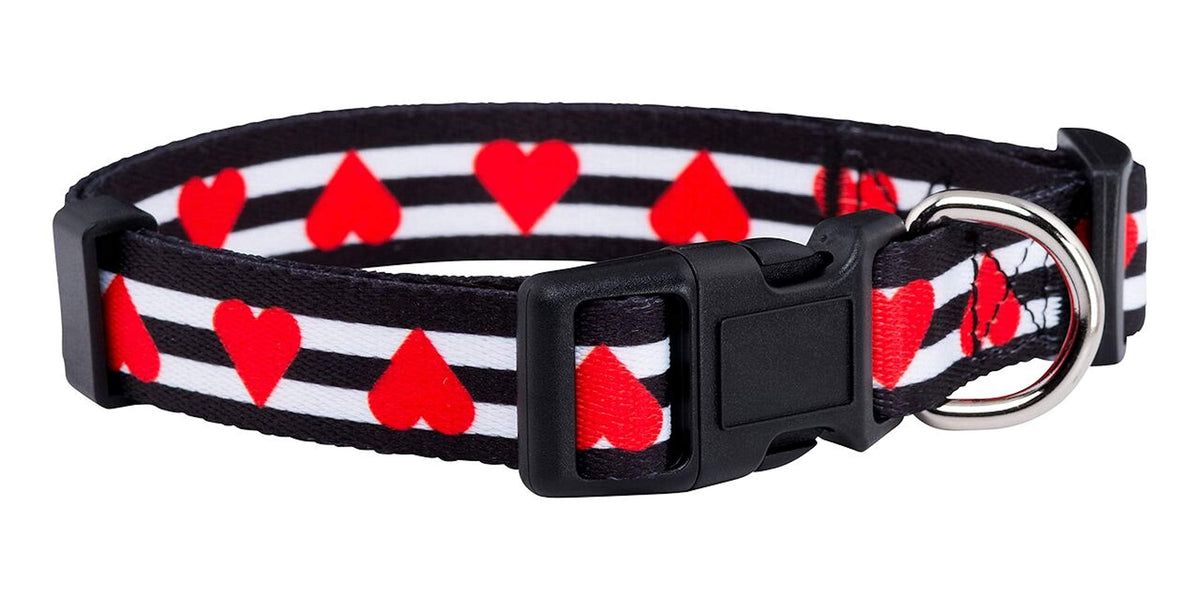 Native Pup Halloween Dog Collar (Small, Bats)