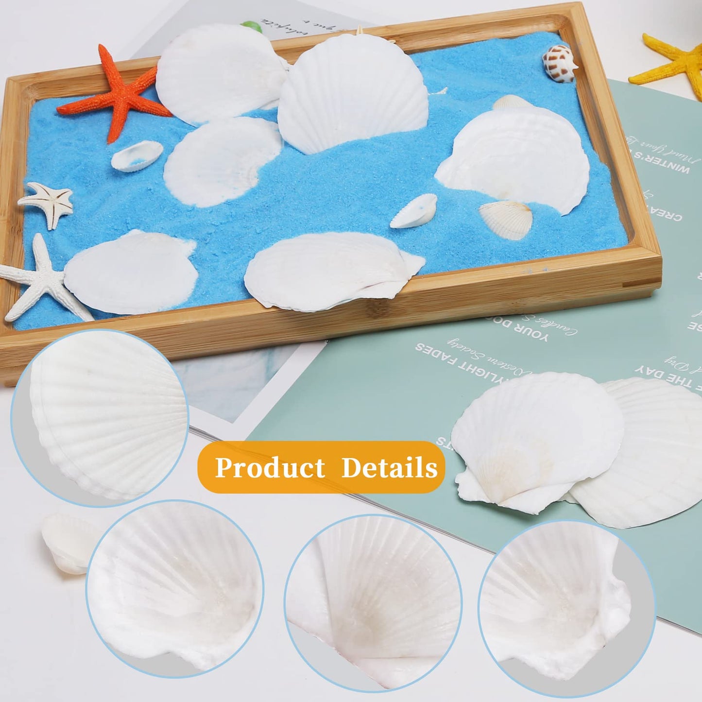 WeDoSoy 30PCS Natural Scallop Shells White Sea Shells for Decorating from Sea Beach Real Seashells for DIY Craft Painting Ocean Themed Party Wedding 2''-3''