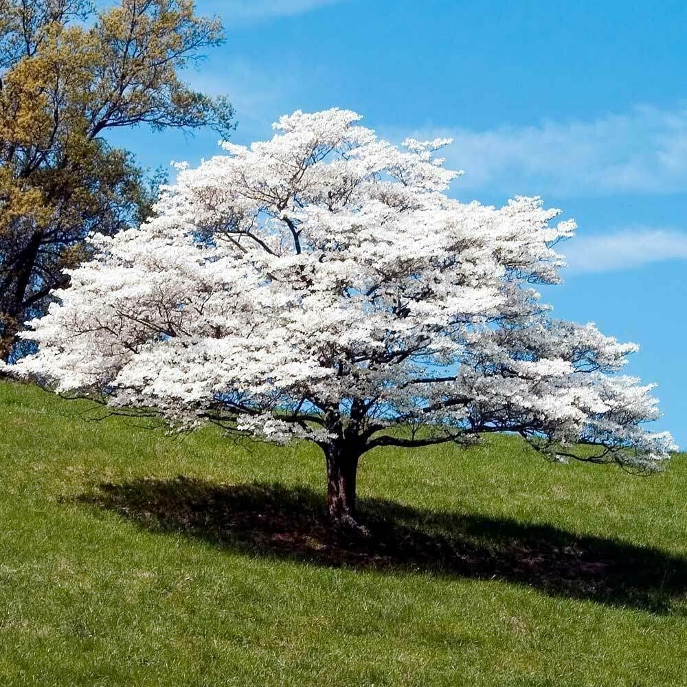 2 White Flowering Dogwood Trees - 10-18" Tall Live Plants - Ornamental Landscaping Trees - Cornus Florida - (2 Pack)