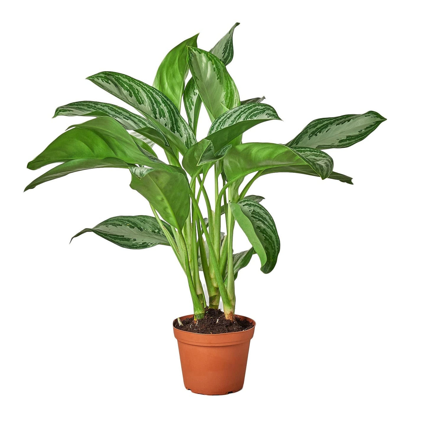 Chinese Evergreen 'Silver Bay' Nursery Pot 6"