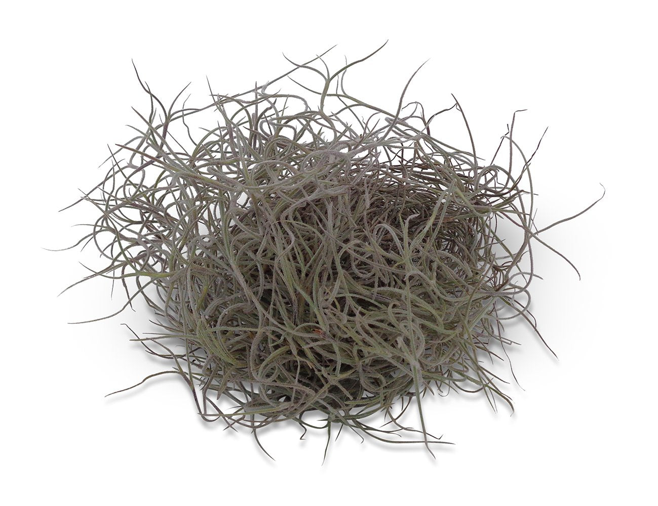 Tillandsia Usneoides Spanish Moss Live Air Plant