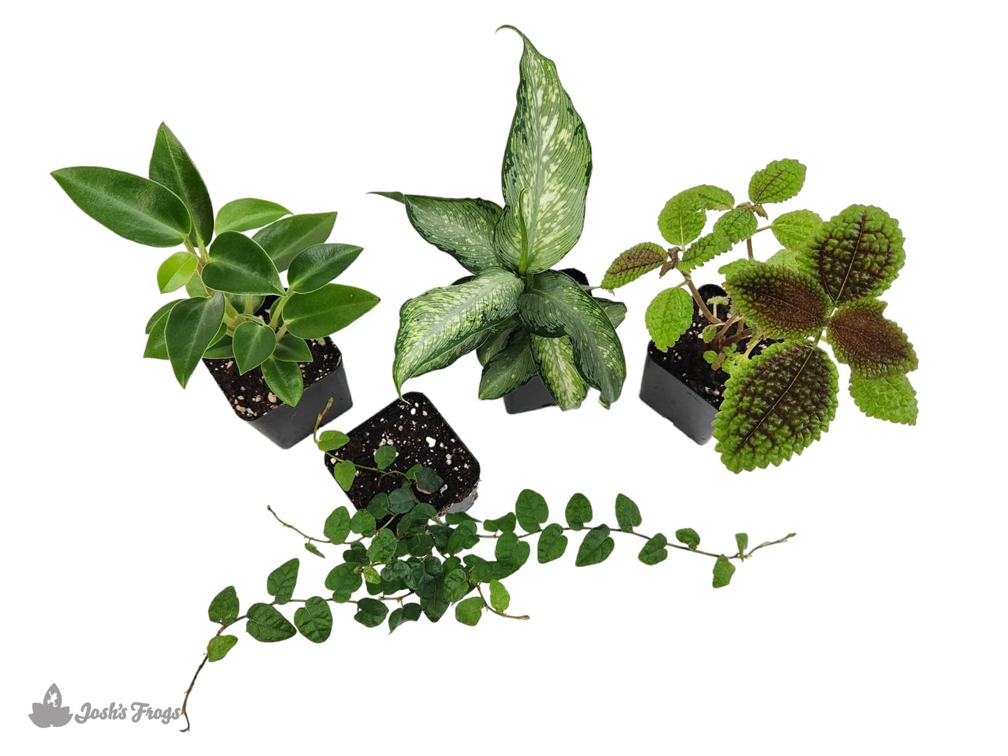 18x18x24 Day Gecko Vivarium Plant Kit
