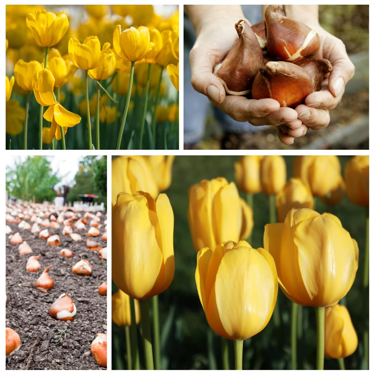 Yellow Tulip Bulb for Planting - Stunning Pure Yellow, Vibrant and Bright (10 Bulbs) - Perfect for Garden Beds, Borders, Containers, and Mass Plantings
