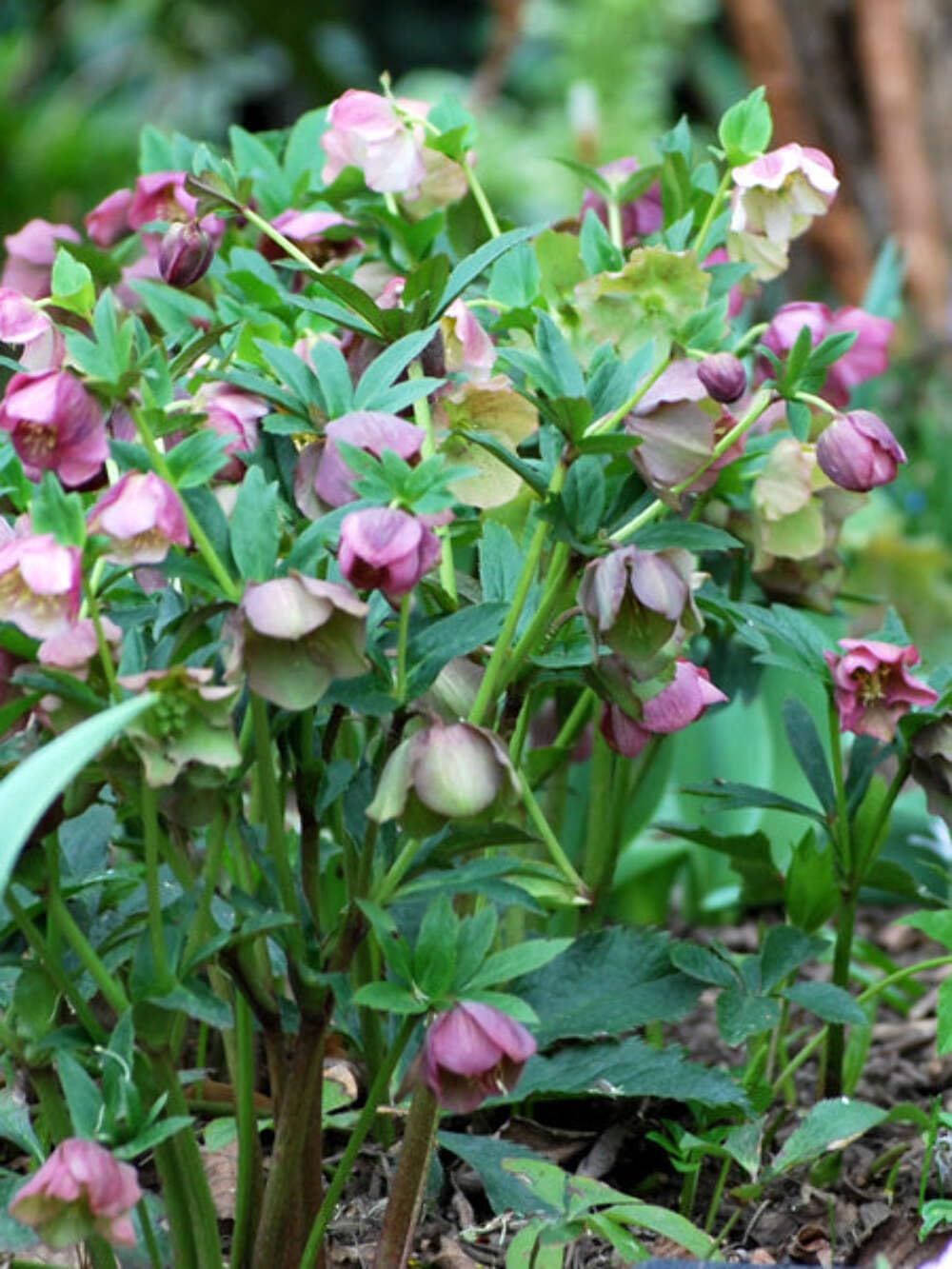 Perennial Farm Helleborus orientalis No. 1