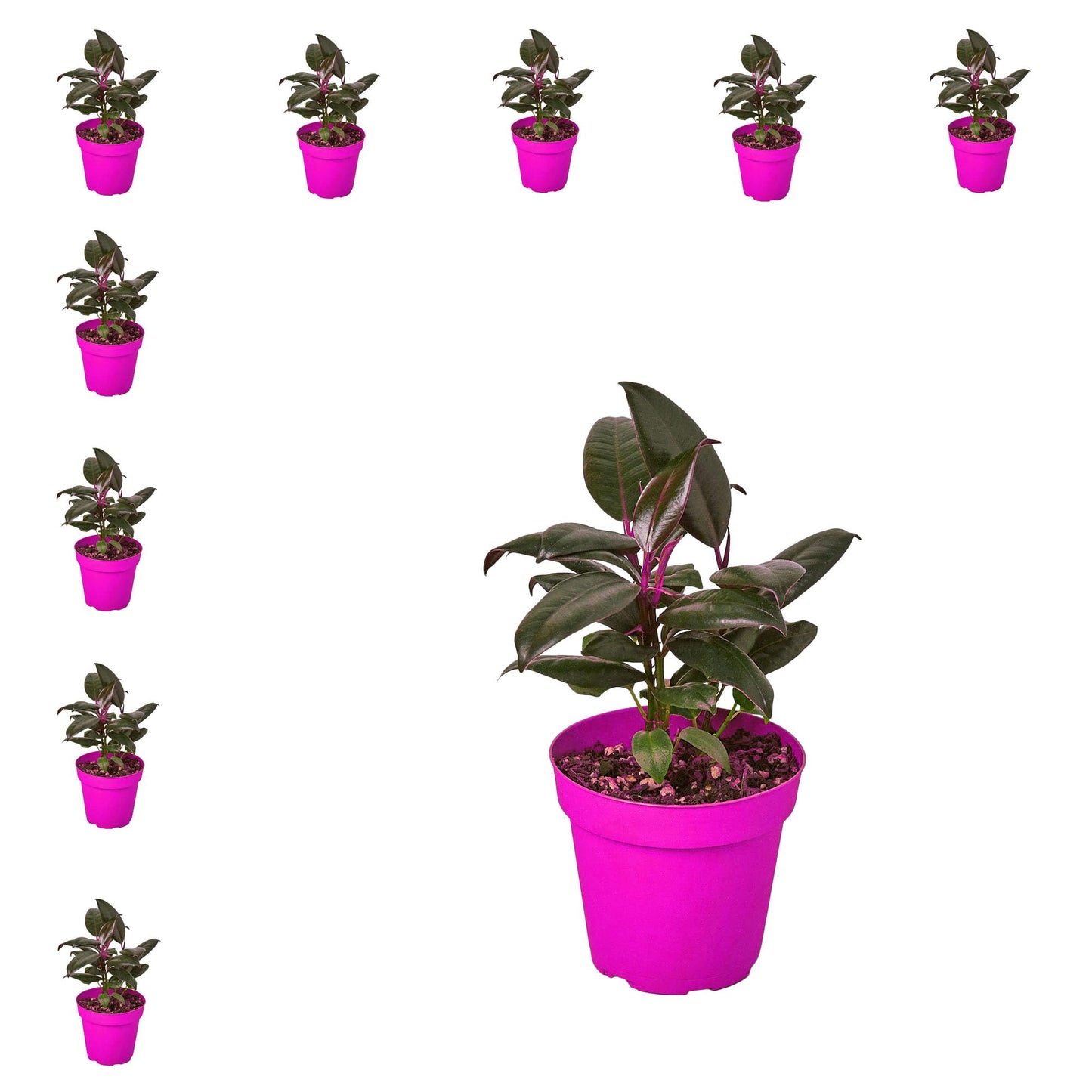 10 Pack Ficus Elastica 'Burgundy' in 4in Pot - Live Plants Tropical Houseplants | Variegated | USA Growers | The Snobby Leaf