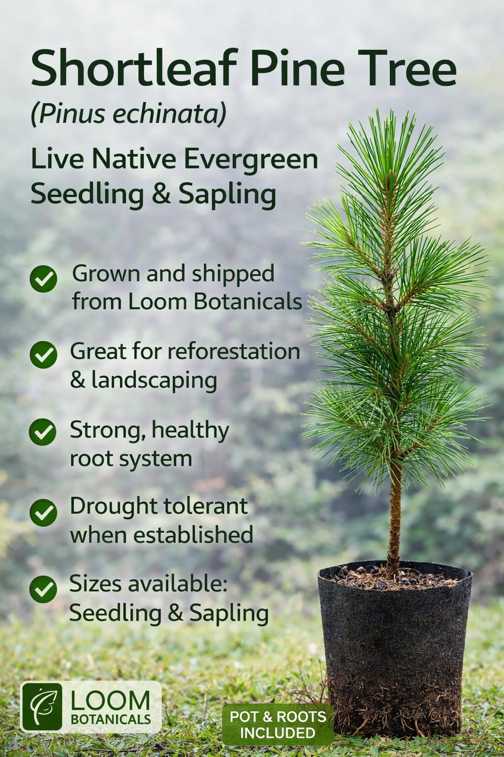 Shortleaf Pine Tree (Pinus echinata) – Live Native Evergreen Tree – (1, Large (12–18 inches))