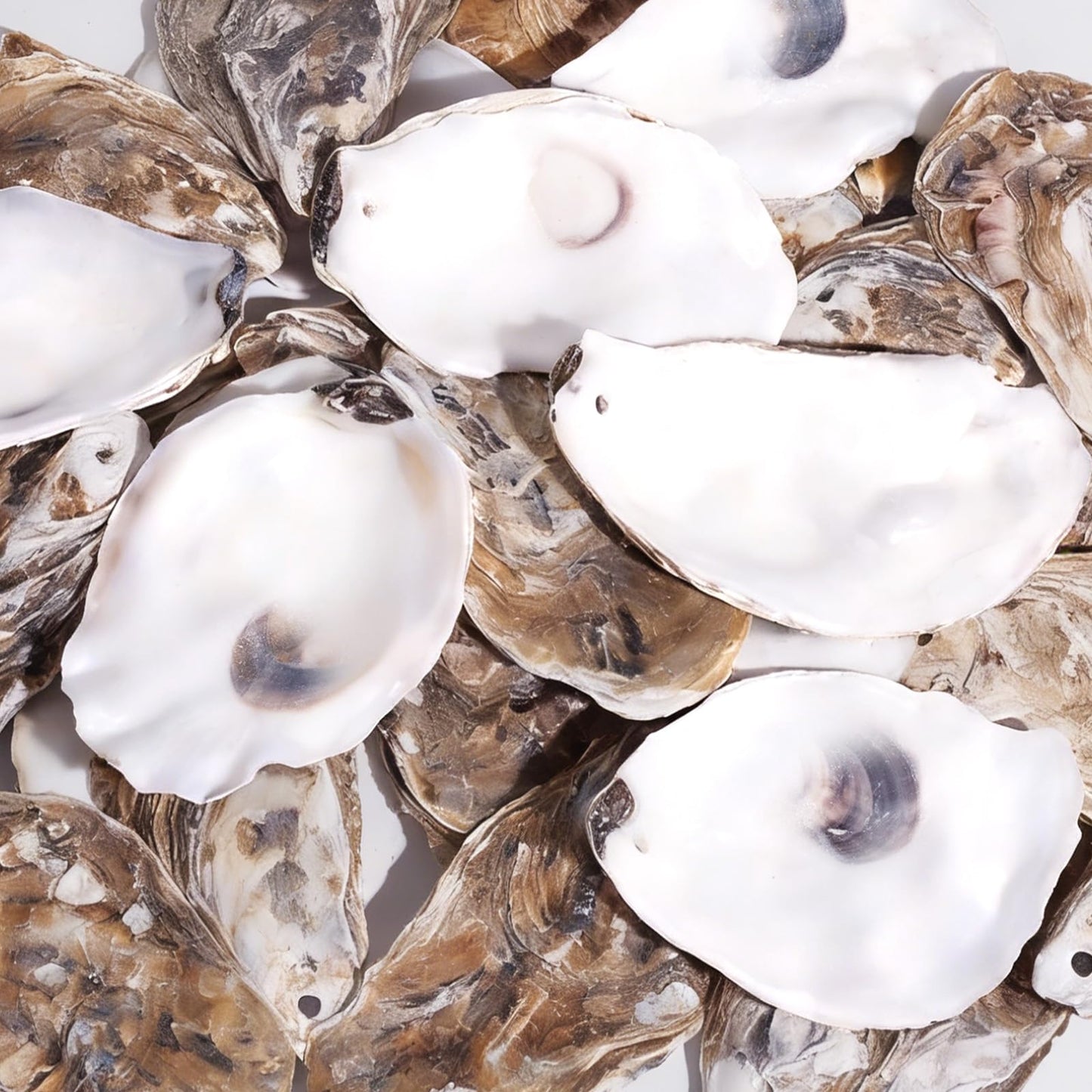 20Pcs Oyster Shells for Crafts,4"-5" Natural Large Flat Oyster Shells with Holes Drilled & Jute Rope for DIY Crafting, Sea Shells Ornaments Decoupage for Beach Home Decor Painting Chicken (20)