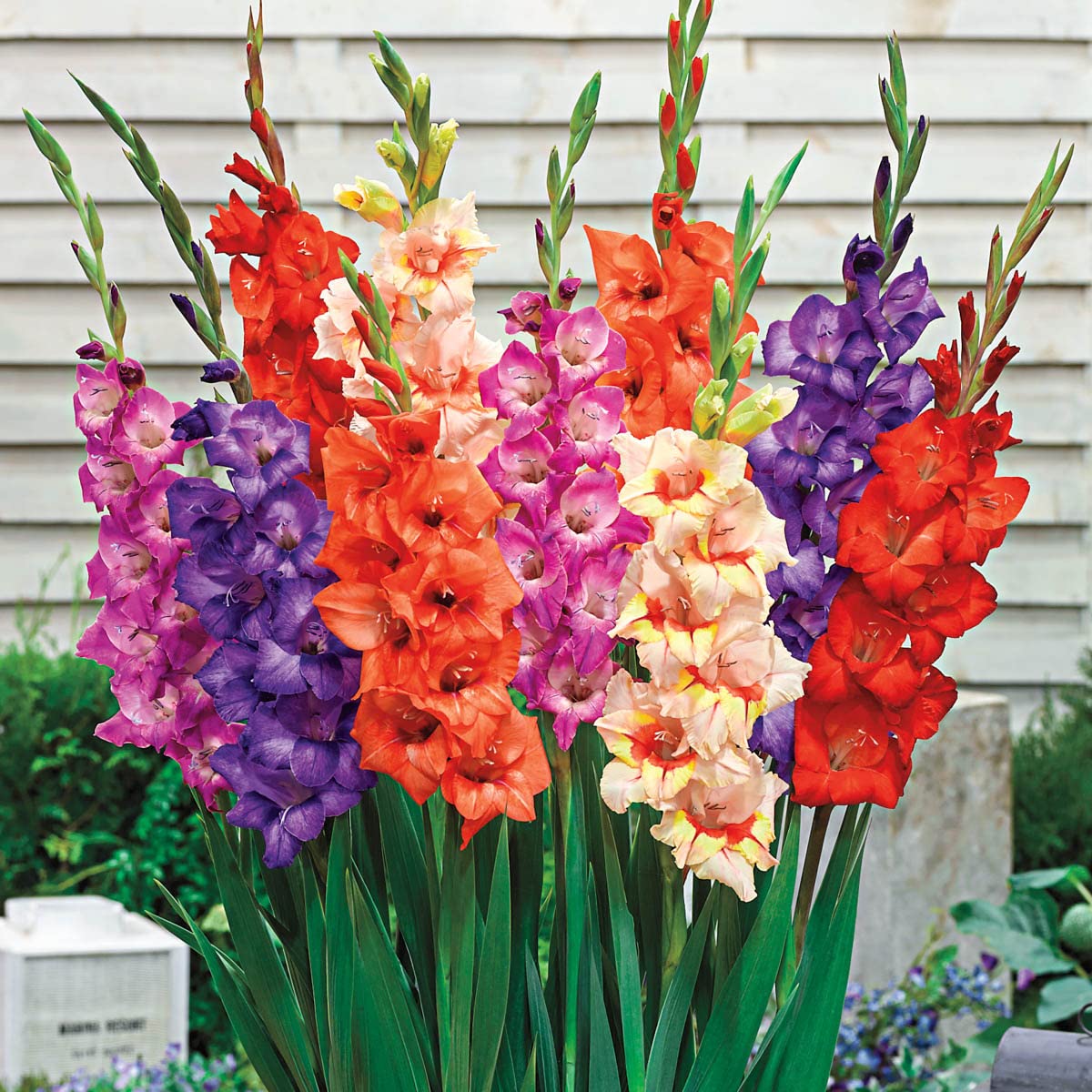 BRECK'S - Glamini® Gladiolus Summer Flowering Bulb Mixture - Grows just 20" Tall with Full-Size Flowers - 15 Bulbs Measuring 8 to 10 cm in Diameter per Offer