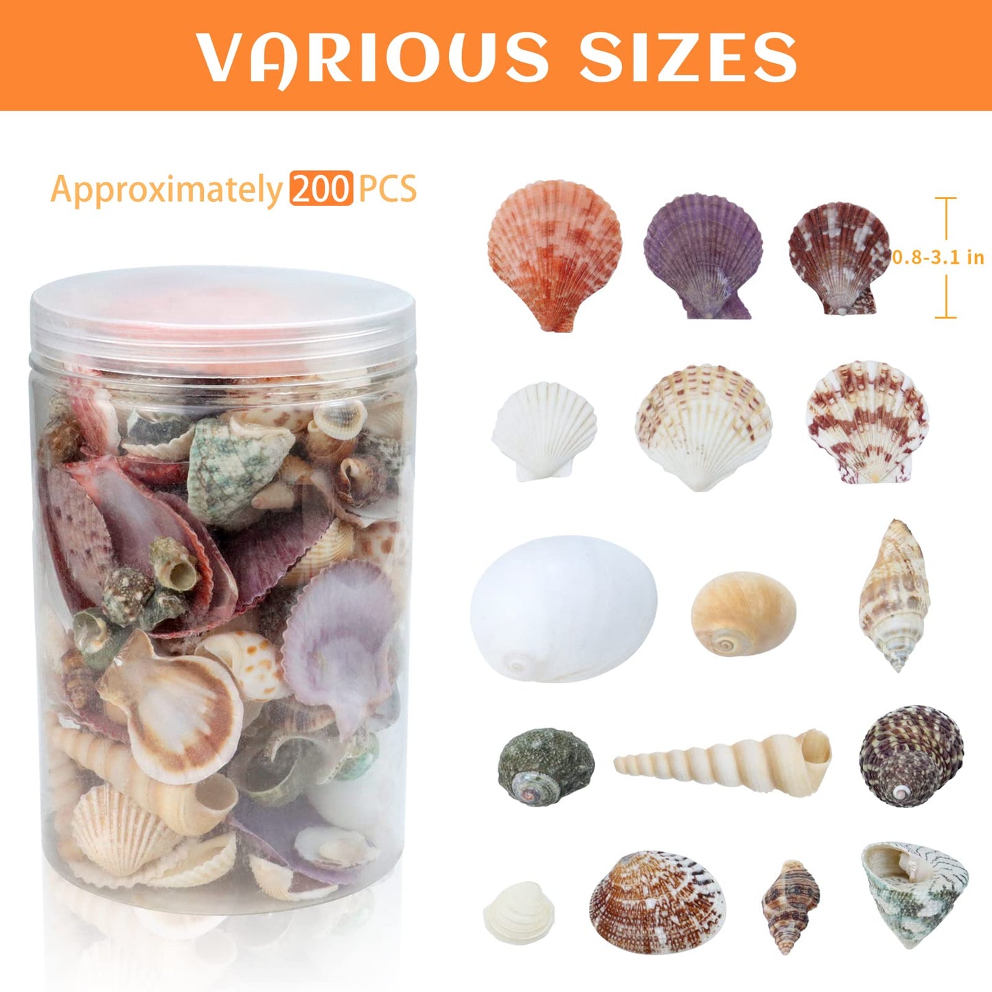 WEOXPR 200 Pcs Sea Shells Bulk Mixed Ocean Beach Seashells for Kids, Various Sizes Natural Sea Shell for Crafts, Home Decorations, Beach Theme Party, Wedding Decor, DIY Crafts, Crafting Shells