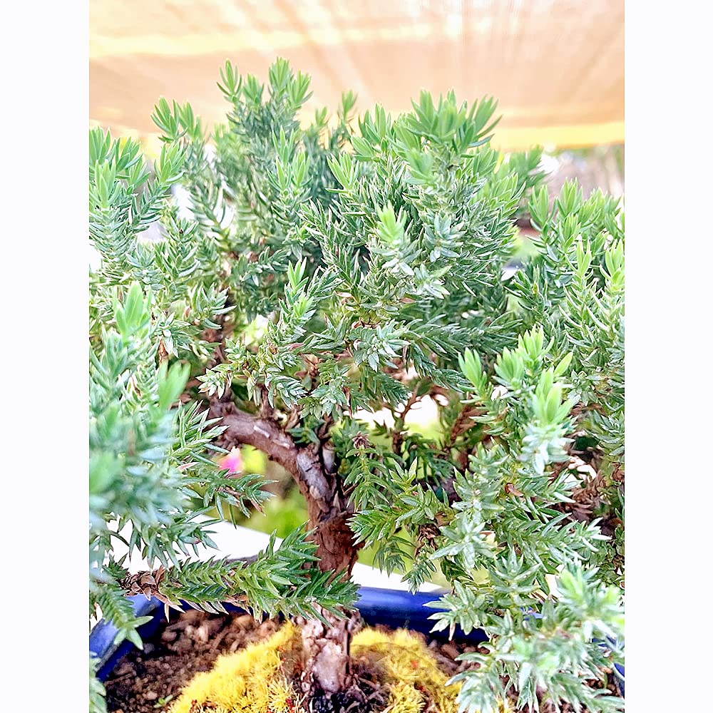 Live Dwarf Juniper Bonsai Tree | Indoor/Outdoor | 100% Handcrafted| Home and Office Décor | Best Gift for Holiday (M)