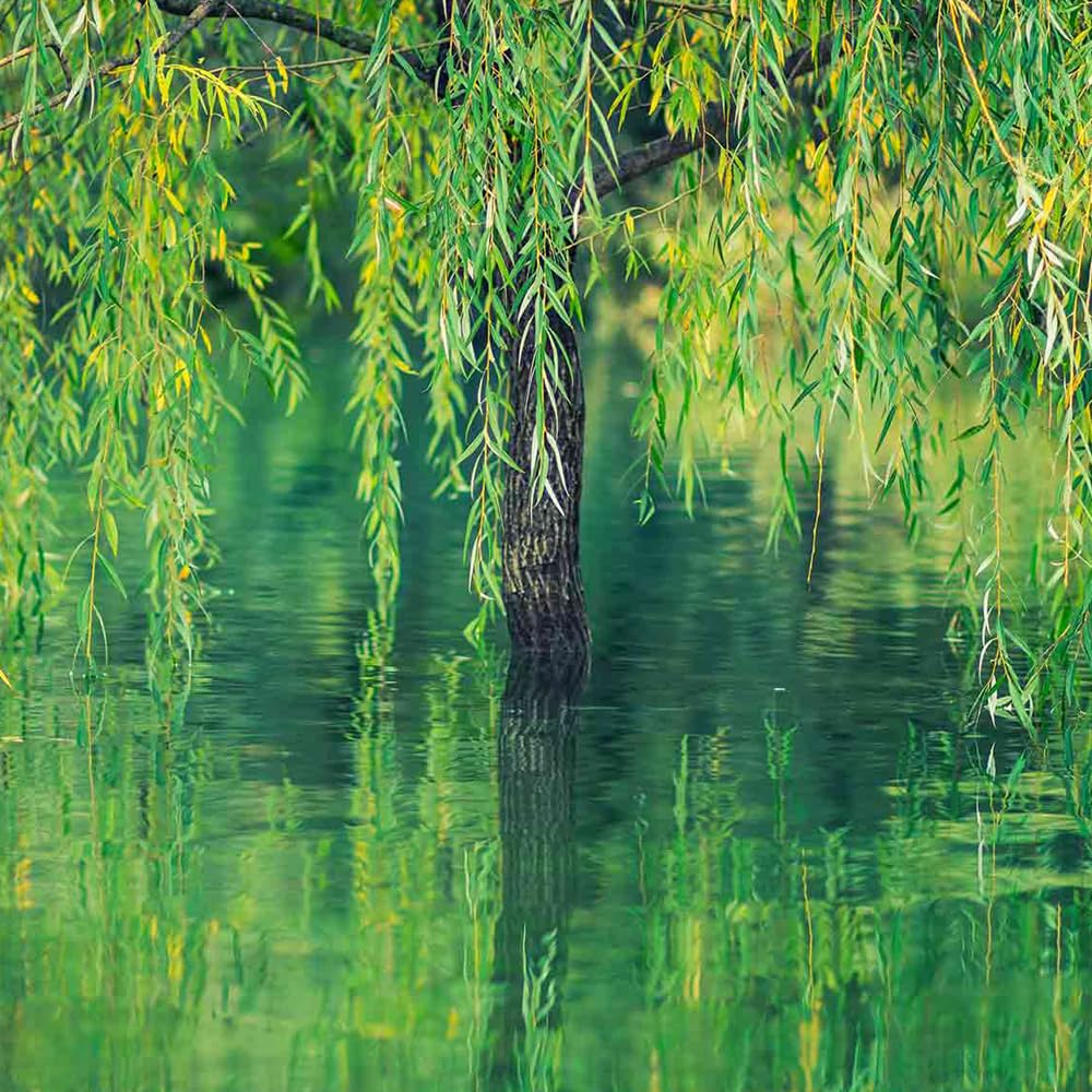 Weeping Willow, Deciduous, Fast-Growing, Shade Tree, 2-3 ft Tree Height, 1 gal Nursery Pot (Due to Agricultural Laws, we Cannot Ship to CA, AZ, AK, or HI)