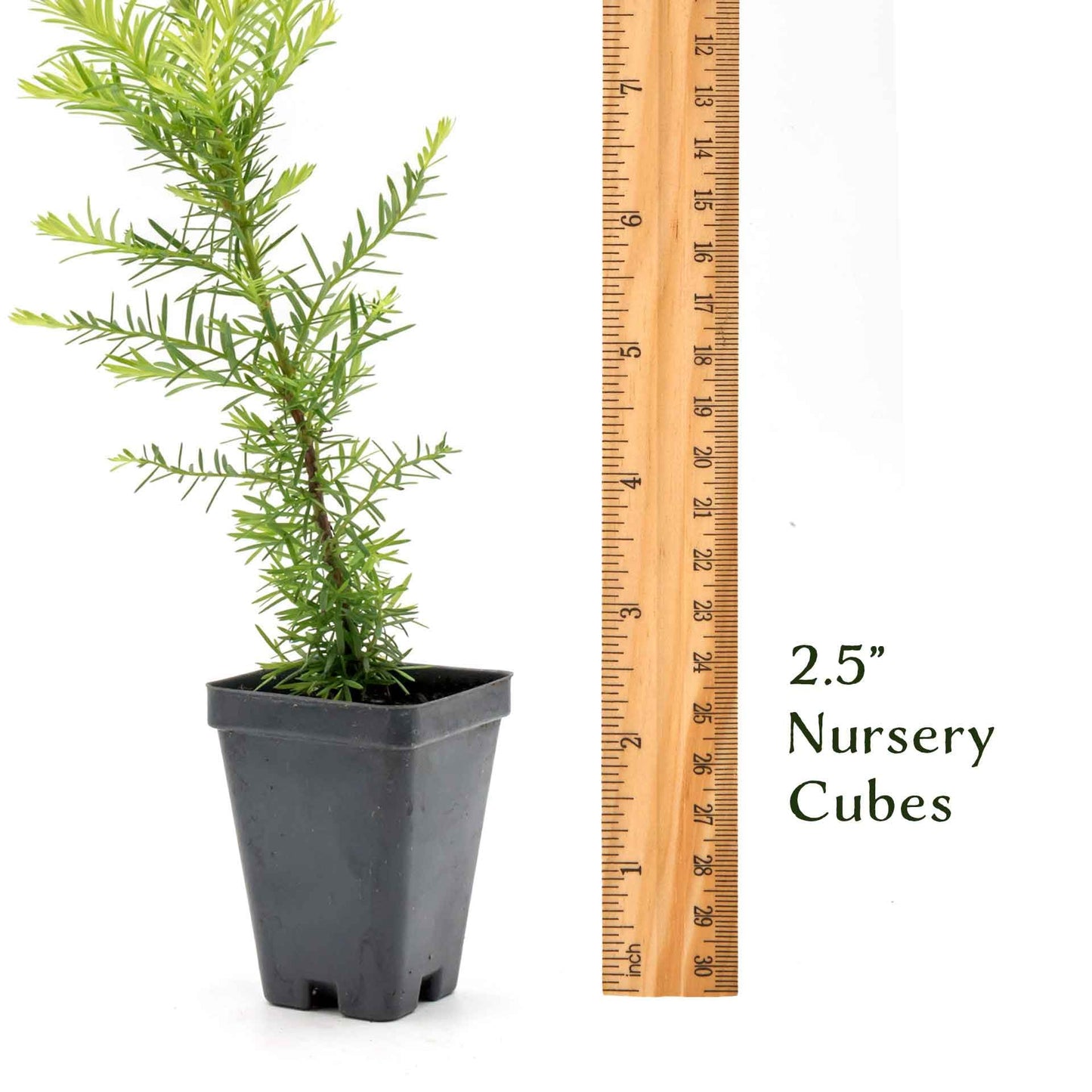 2 Coastal Redwoods (Sequoia sempervirens) – Tall Evergreen Conifer with Soft, Dense Needled Foliage | 2.5” Nursery Cubes, Ready-to-Plant Live Starter Plants