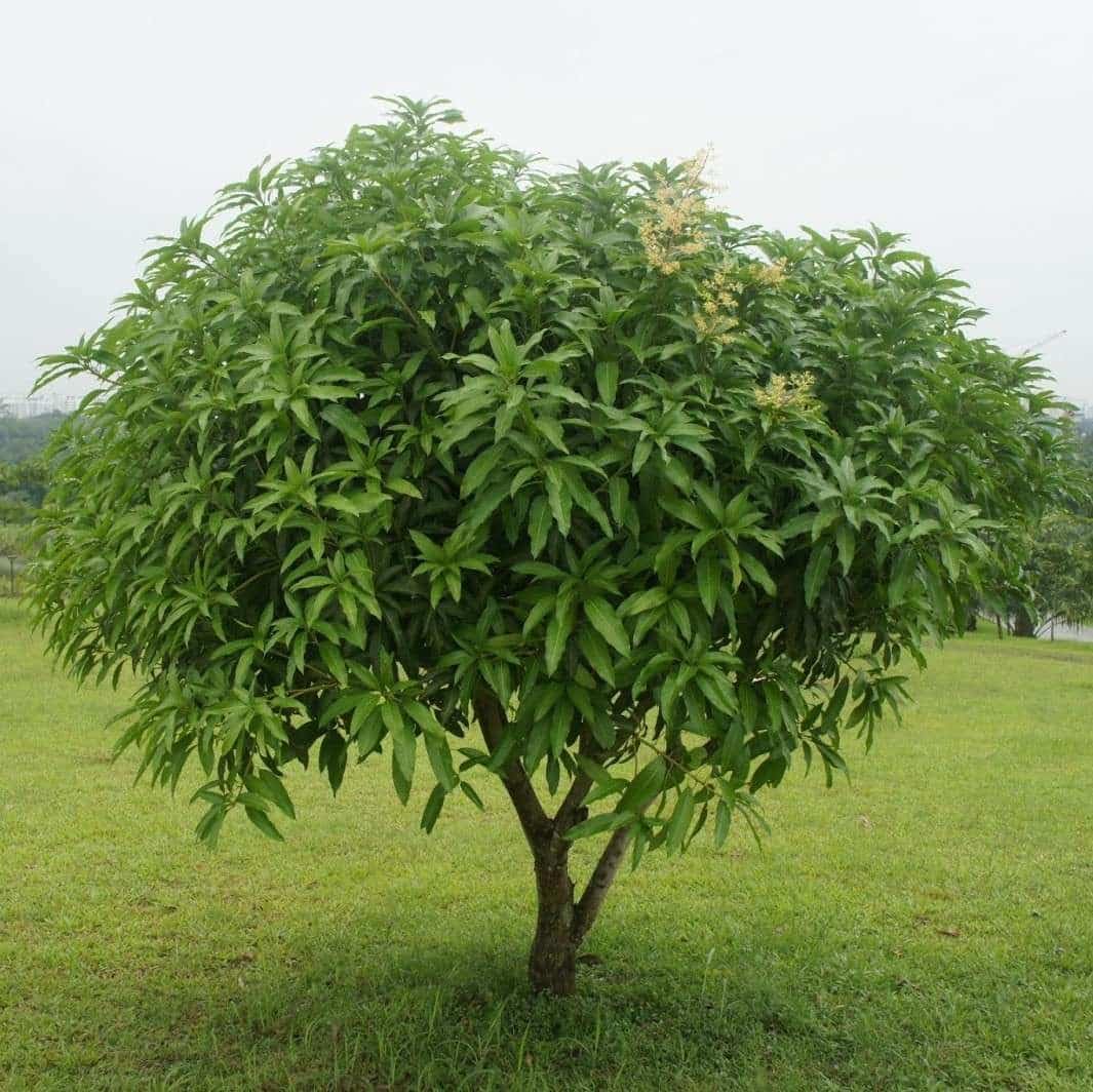 Live Plant - Mango Haden (mangifera) Tropical Fruit Tree 12″-24″