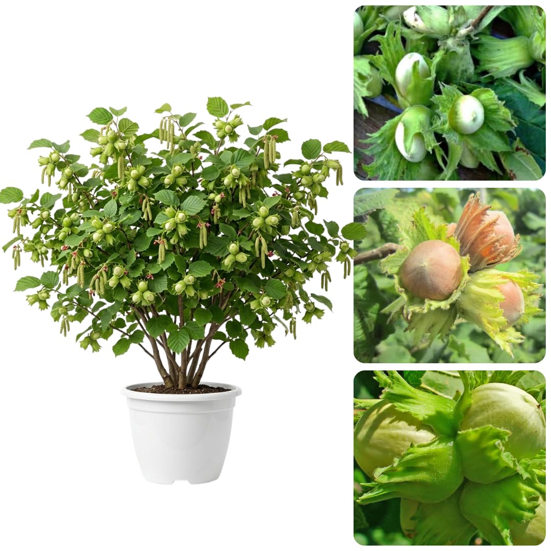 Live Hazelnut Tree Plant 3 Years Old, 2–3 Feet Tall, 3 Gallon Pot, Outdoor Nut Tree for Backyard Orchard and Garden Growing