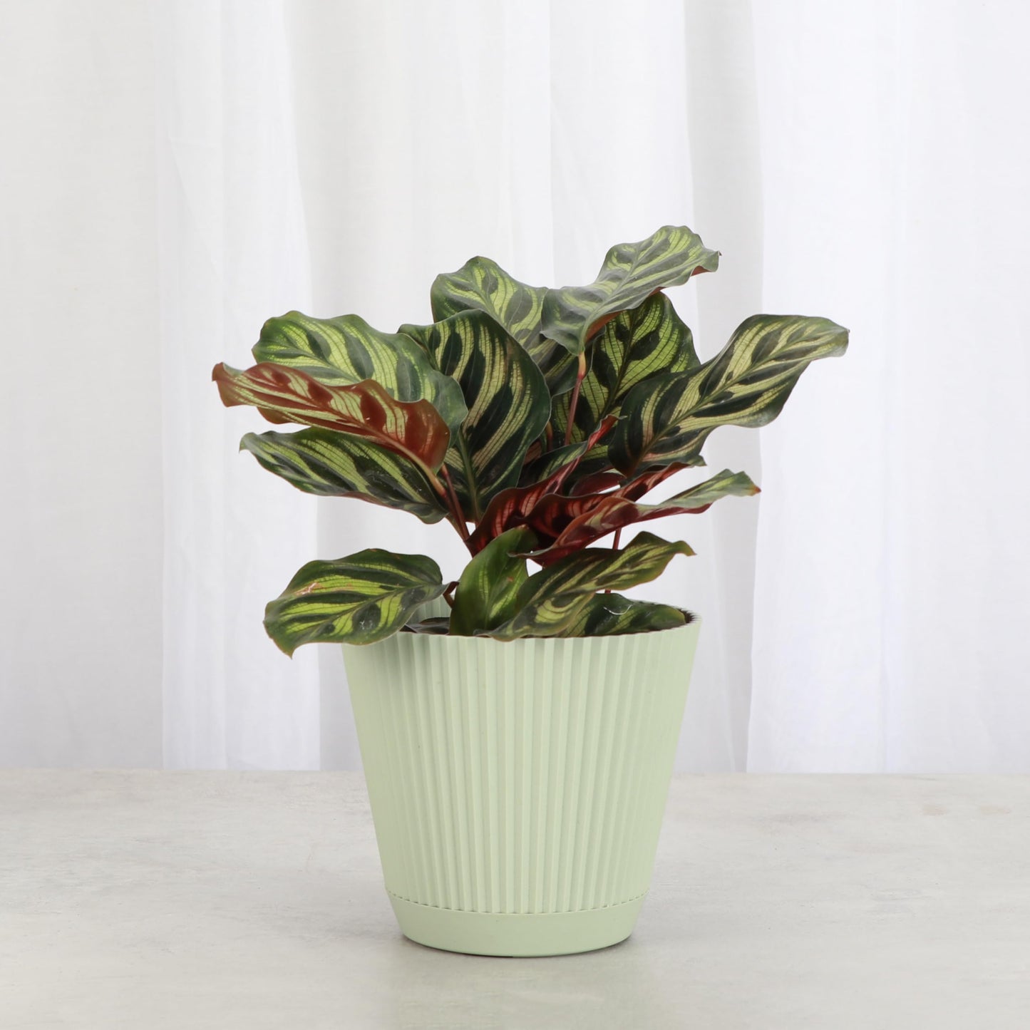Thorsen's Greenhouse Peacock Calathea, Live Indoor Plant, Safe for Pets, Colorful Foliage, Rare Variety, Peacock Plant, 4" Diameter (Sage)