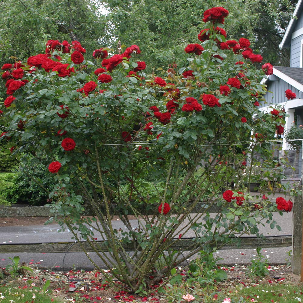 Heirloom Climbing Roses, Live Own Root Plant for Outdoor Garden, Dublin Bay®, Lightly Fragrant, Hardiness Zones 5-10, Continual Blooming