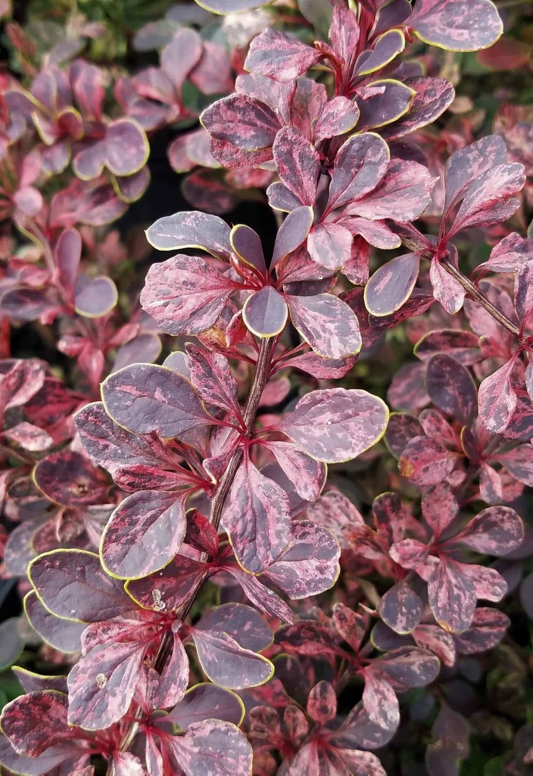 Live Plant - Rose Glow Barberry Shrub, 6-12" Tall Live Plant, Berberis thunbergii 'Rose Glow'