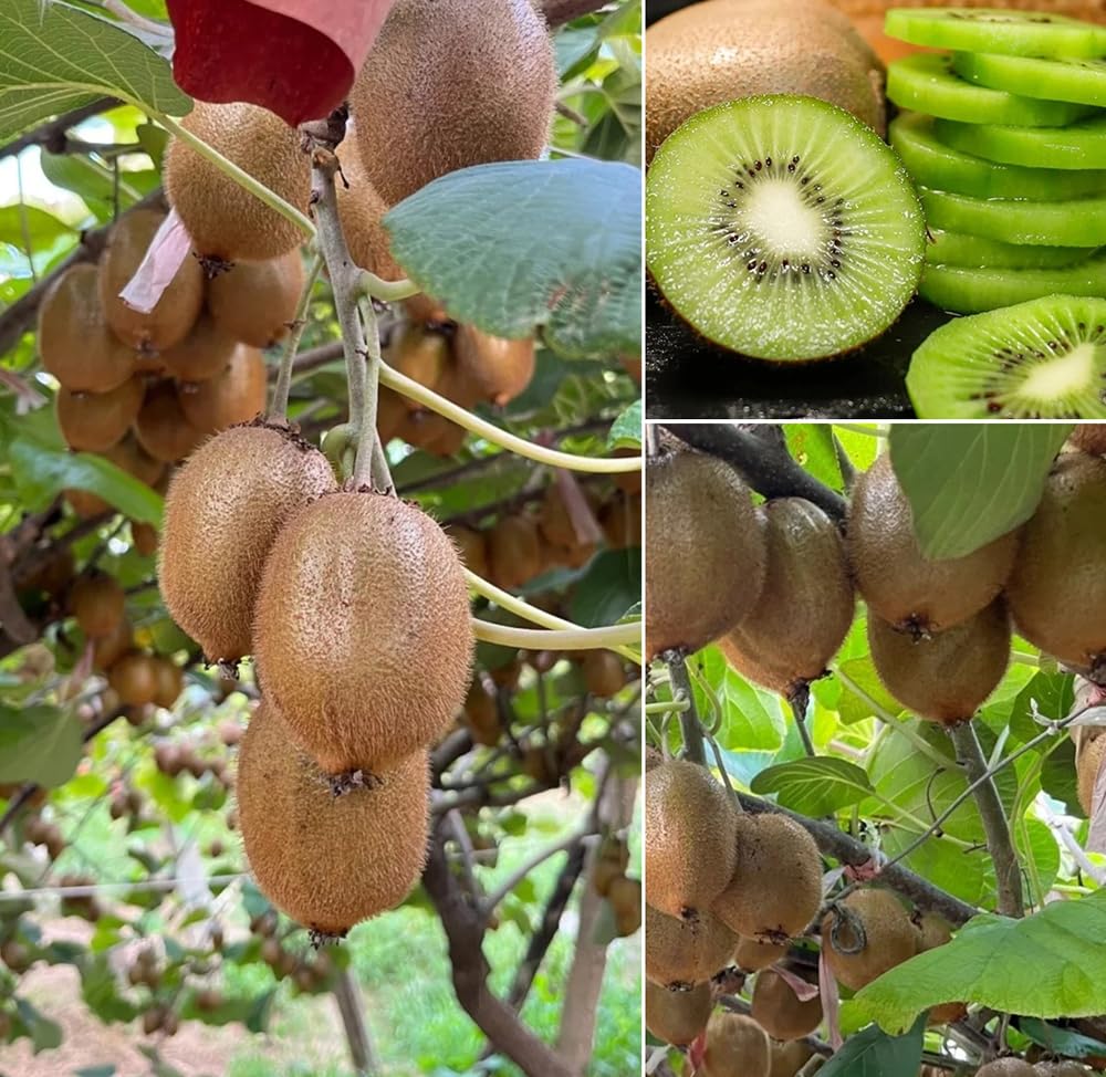 60+ Kiwi Fruit Seeds Chinese Gooseberry Vine Vining Fruit Garden Plant