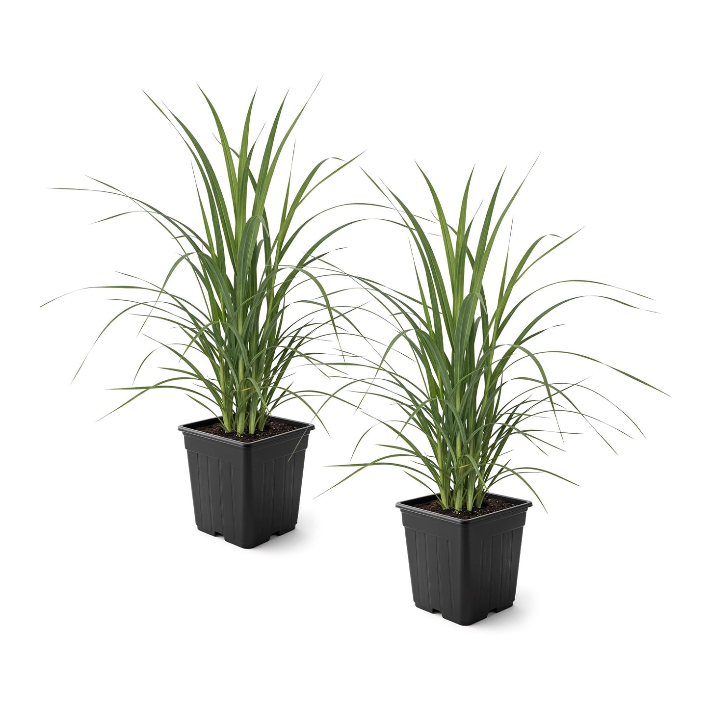 Live Ornamental Pampas Grass (Cortaderia selloana) - Assorted Pink and White (2 Pack) - Perennial Accent Plant - 10" Tall by 5" Wide in 1.5 Qt Pot