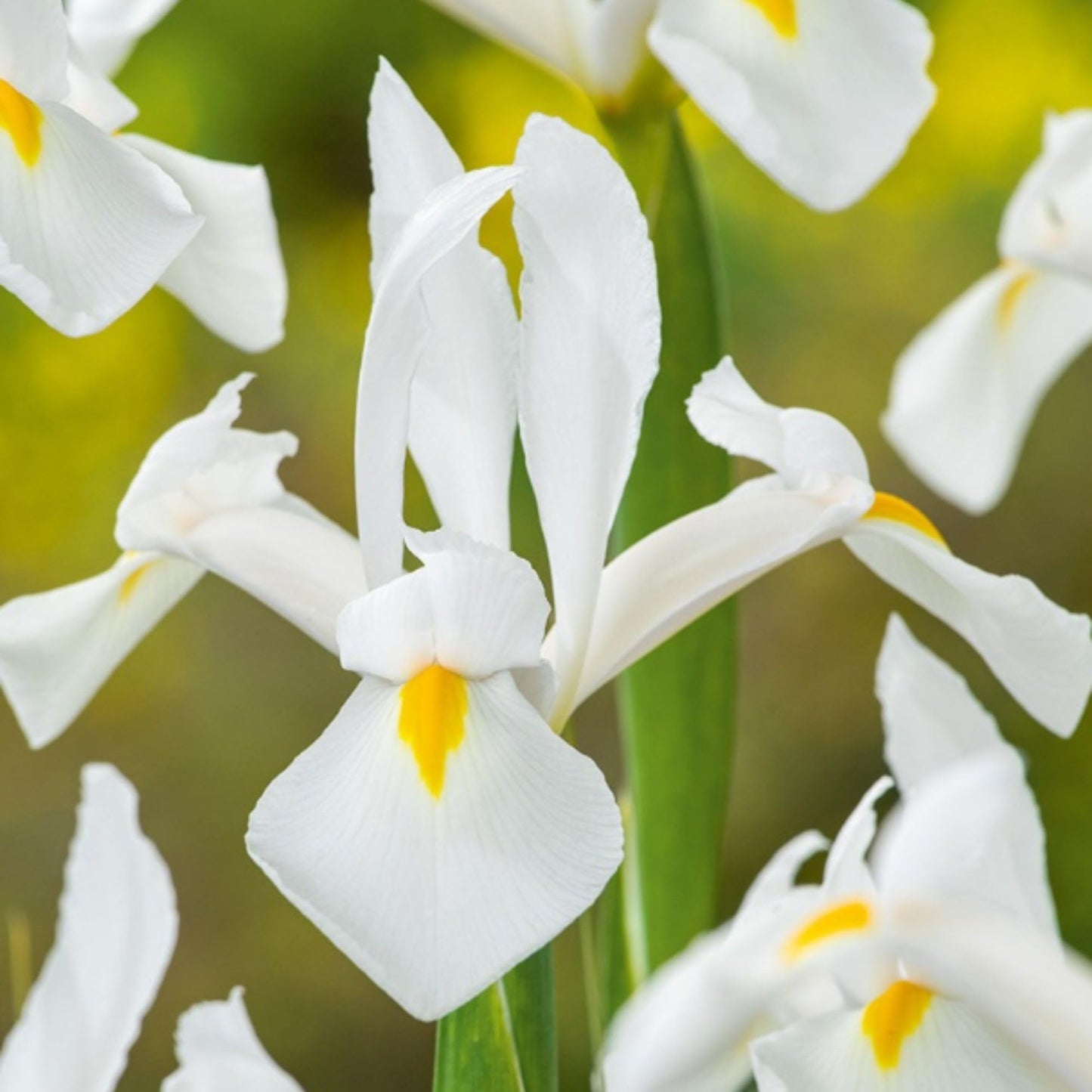 Dutch Iris ‘White Van Vliet’ Bulbs – Elegant White Hollandica Variety | Hardy Mid-Spring Blooms, Deer Resistant, Great for Naturalizing, Borders, and Long-Lasting Cut Flower Arrangements