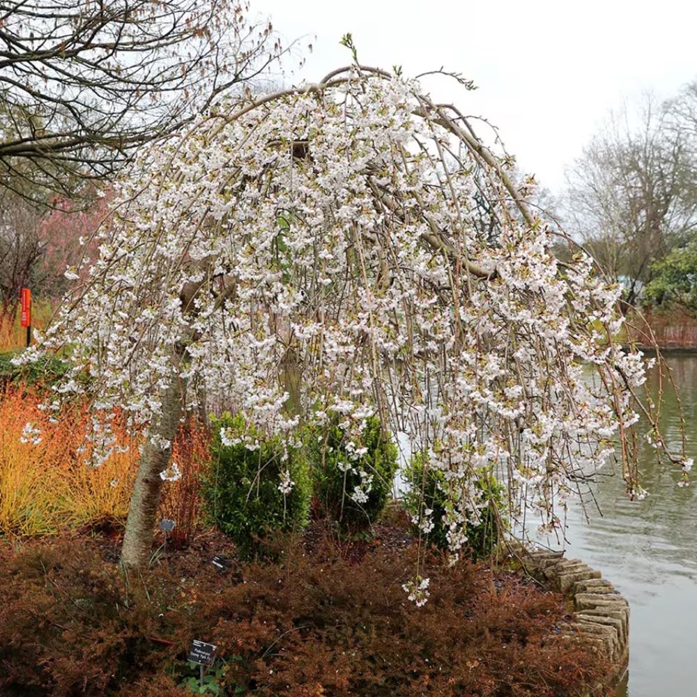 Cherry Blossom Tree, Live Ornamental Tree 6-12" Tall in Pot, Beautiful Spring Blooms for Outdoor Planting (Weeping Cherry Blossom)