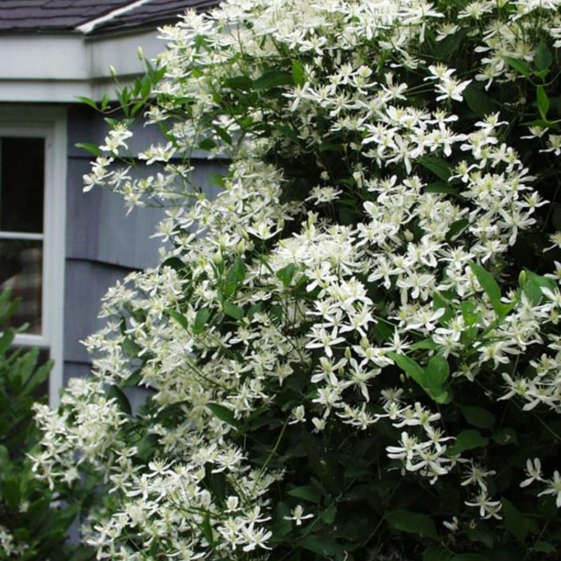 3 Clematis Plants Live Trees Seedlings, Sweet Autumn Clematis Vine in 4-inch Pot, Dormant in Winter, Spring Blooms