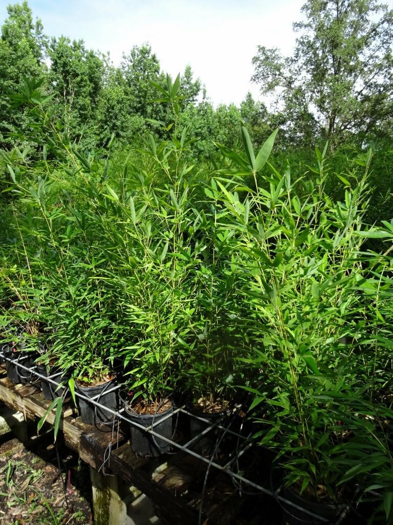 Live Plant - David Bisset Bamboo - 1 Gallon Size Live Plant, Hardy - (Phyllostachys Bissetii)