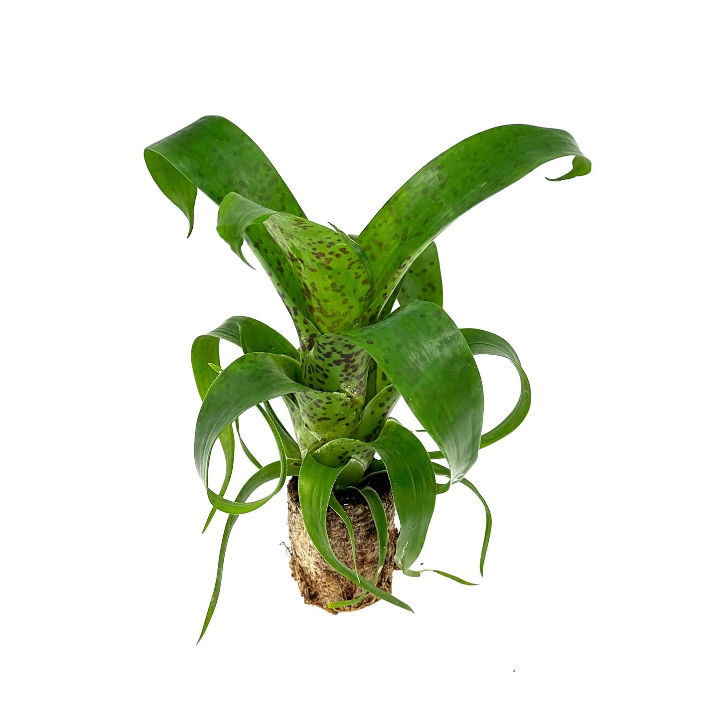 ragnaroc Live Plants – Bromeliad Vrisea Fenestralis, 4-8" 2" Plug - 1ct - Live Arrival Guaranteed - House Plants for Home Decor & Gift