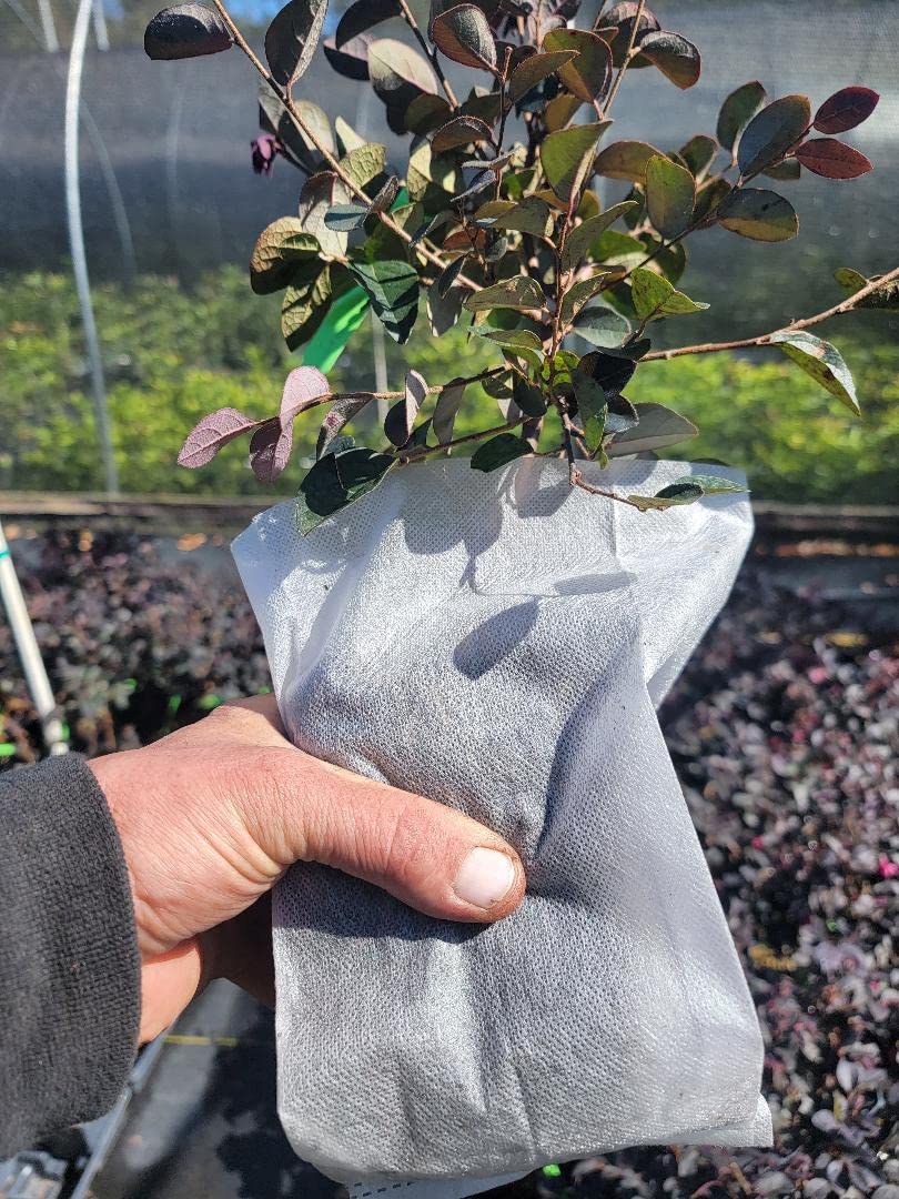 Carolina Midnight Loropetalum (Chinese Fringe) - Live Plant - (1 QT)