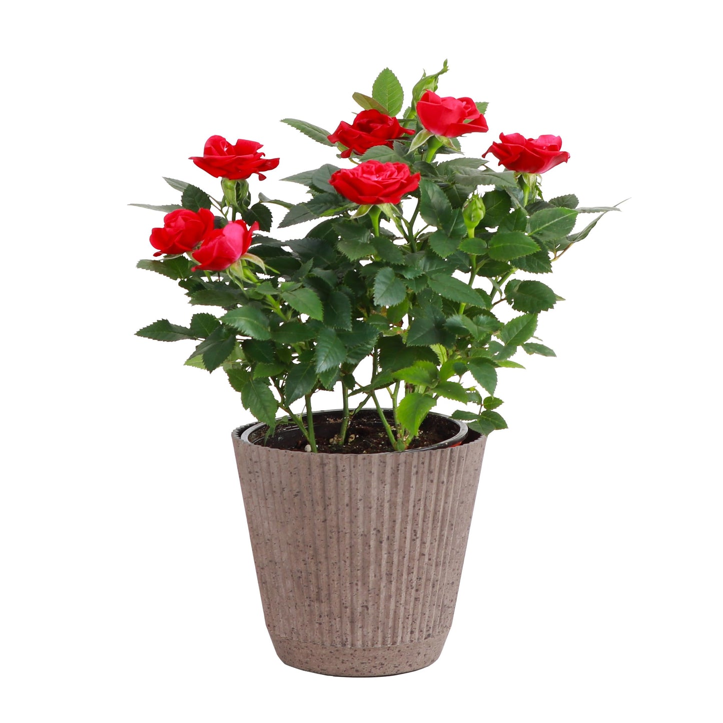 Thorsen's Greenhouse Mini Rose Bush, Spring Blooming Live Plant, Suprise Bloom Color, Gift for Mom, 4" Diameter Plant (Coffee)