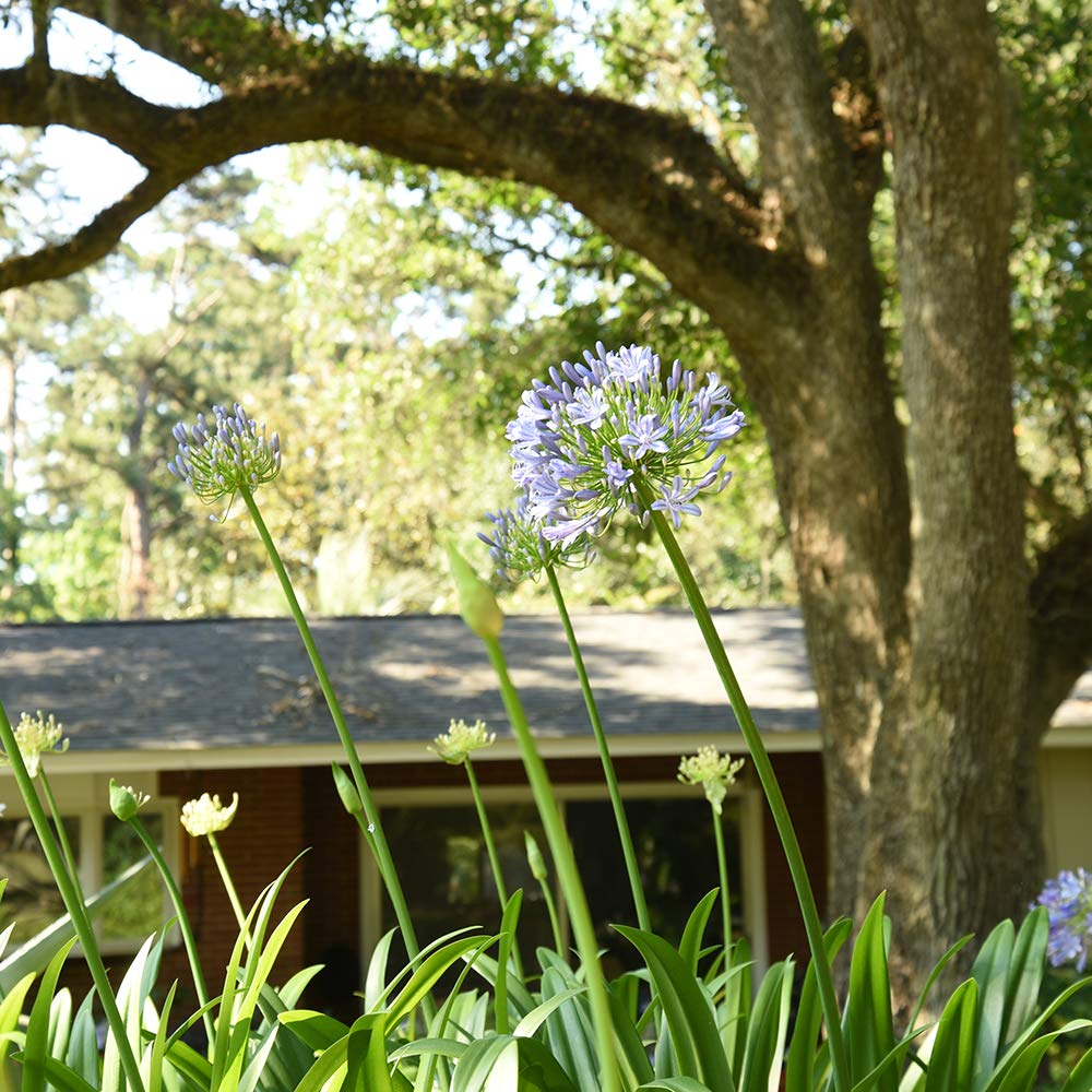 Blue Agapanthus 1 Gallon