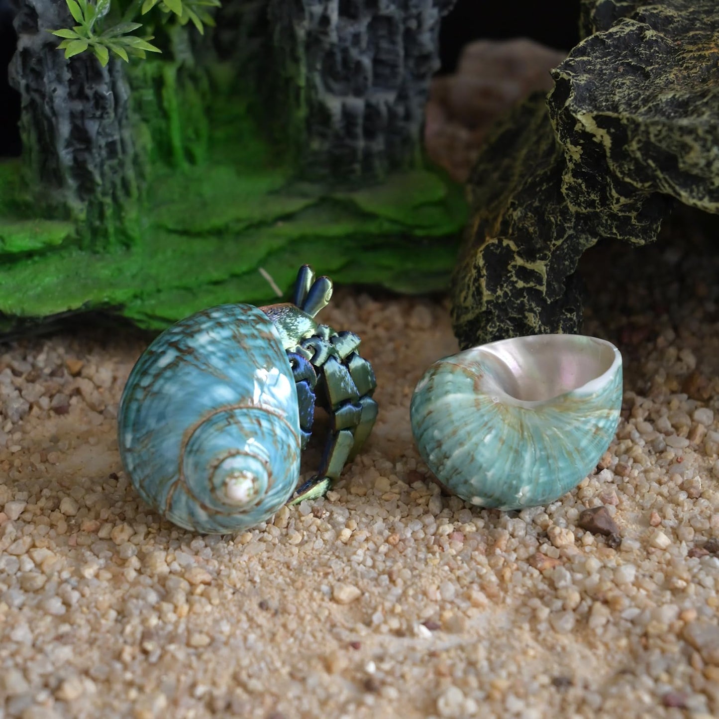 2pcs Medium Hermit Crab Shells, M Size Opening 1", Natural Sea Conch, Turbo Seashells for Hermit Crab Supplies and Beach Aquarium Decoration Sea Shell (2pcs Green, M)