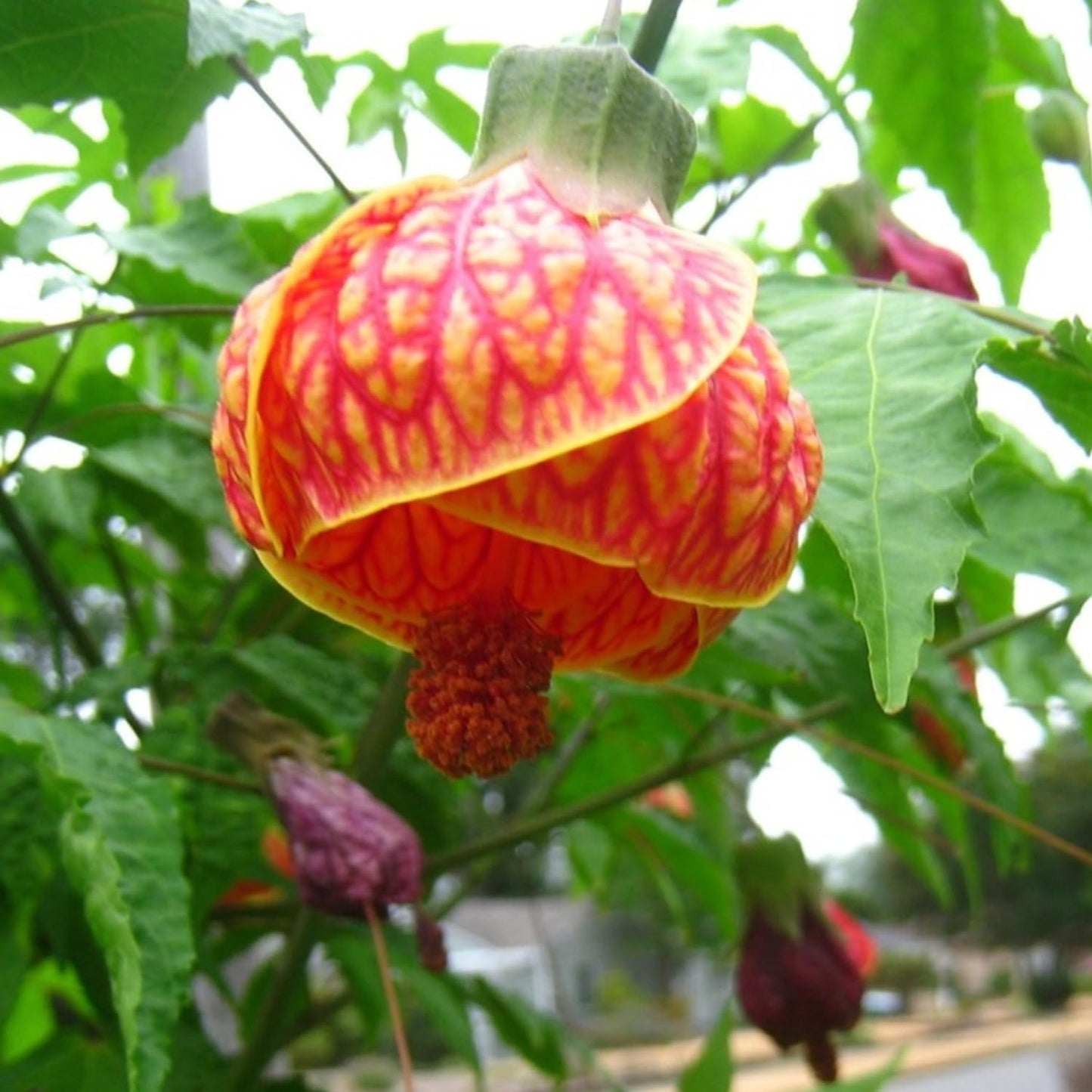 2 Abutilon Plants 5-9 Inches Tall - Lantern Trees Perfect for Enhancing Your Indoor and Outdoor Garden - Trailing Hanging Flower Vine (Orange Abutilon)