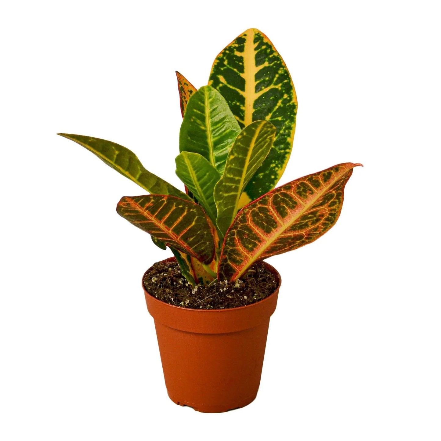 Croton Petra 'Joseph's Coat' | Live Plant for Indoor & Outdoor | for Living Room, Office, Bathroom | (3" Pot)
