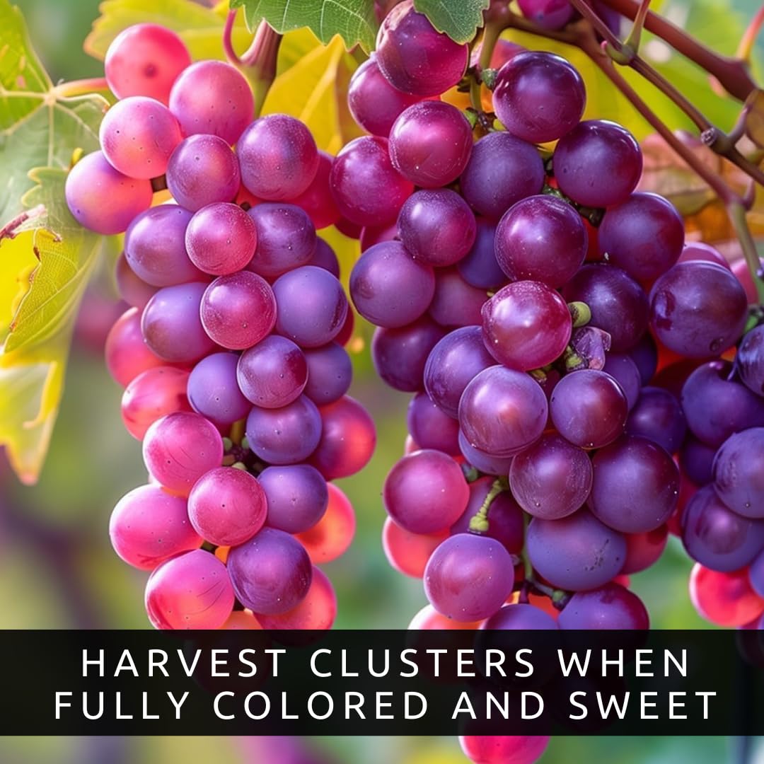 Grape Growers Plants Kit - 3 Live Grape Plants – Red, Green & Concord Varieties – Healthy Fruit Vines – Ready to Plant – Grow Sweet Table Grapes at Home - Ship Bare Root