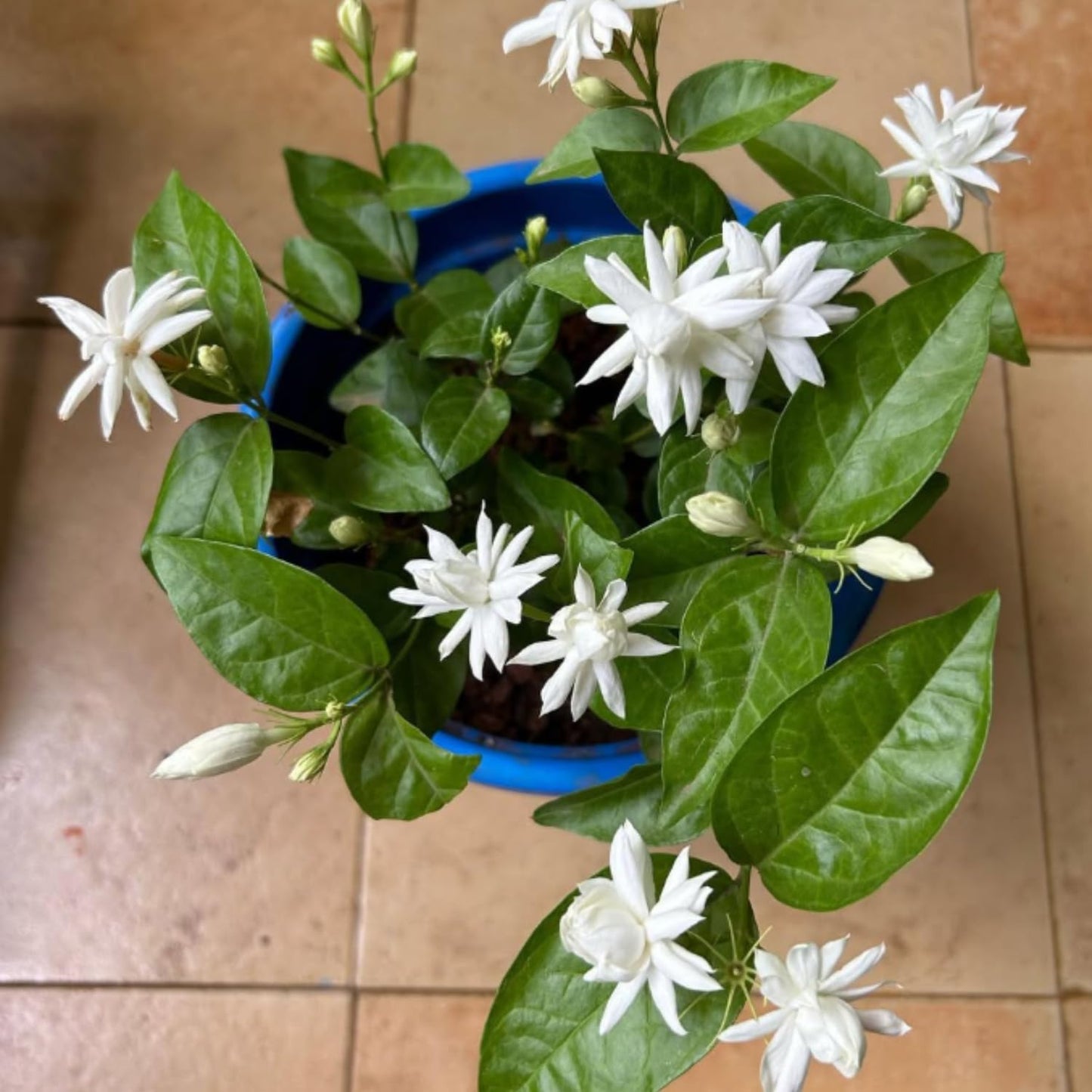 Star Jasmine Live Plant, Live Fragrant Jasmine Flowering Vine, 8-10'' Tall in 3 Inches Pot, Outdoor Planting