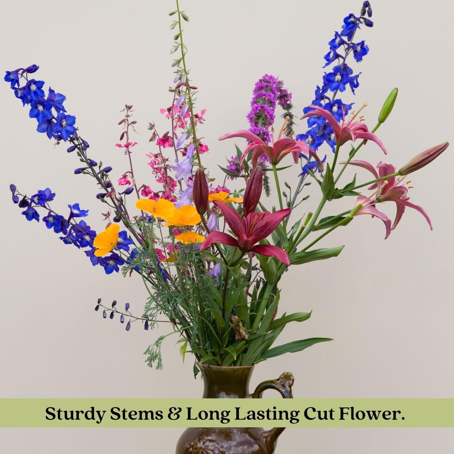 Clovers Garden Delphinium Black Knight (Larkspur) Live Plants - Two (2) Non-GMO Plants - Each 4" to 8" Tall in 4" Pots - Large Flower Spikes
